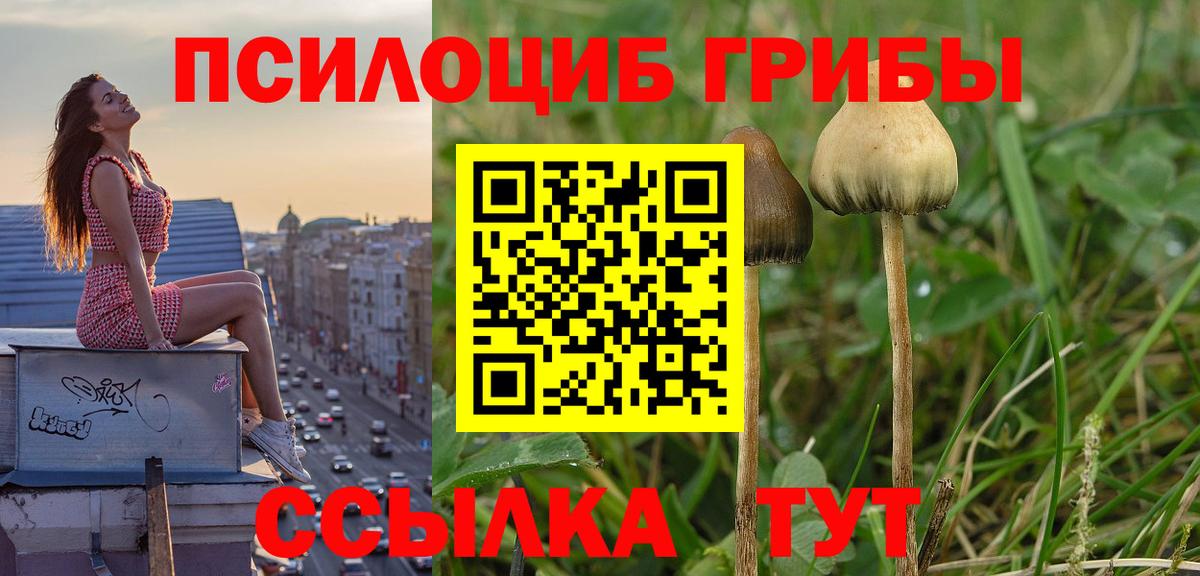 Псилоцибиновые грибы Cubensis Заволжье